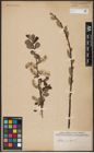 Foto von Salix aurita L.